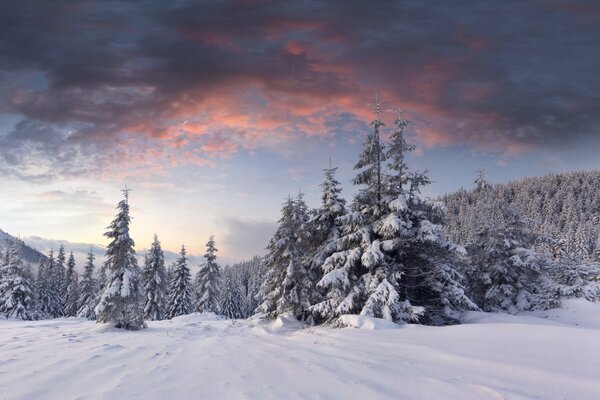 Dämmerung im Winter verschneiten Wald