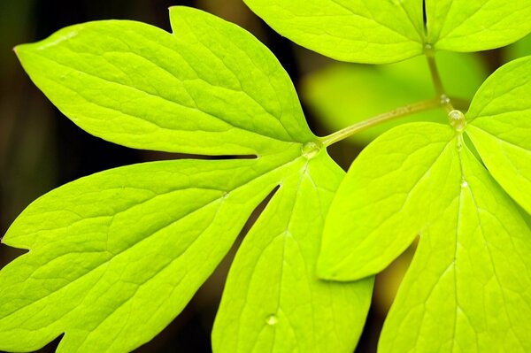 Gouttes d eau sur les feuilles en macro