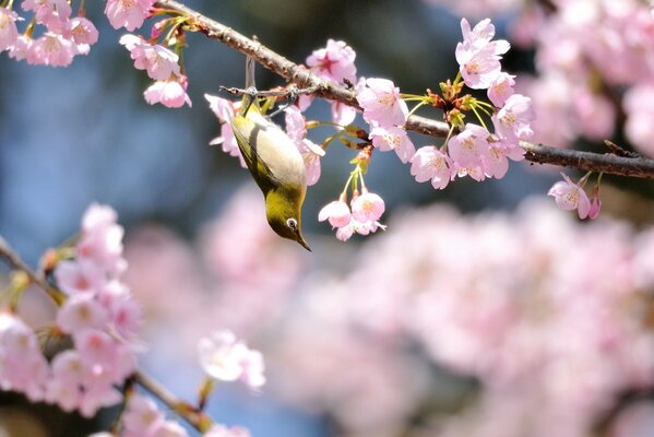 Czas wiosennego kwitnienia drzew