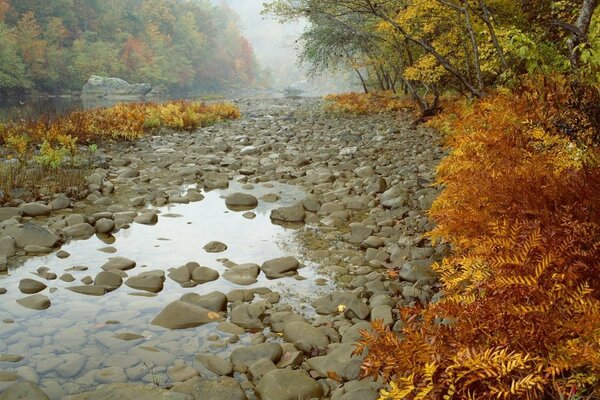 A dried-up mountain river in the forest