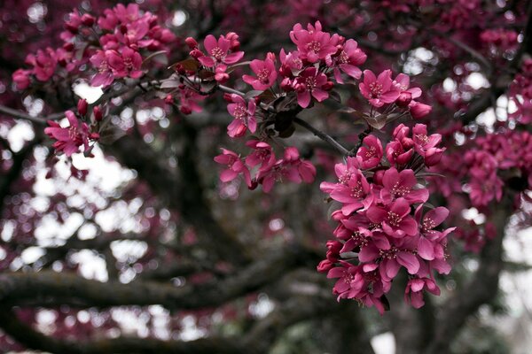 Branches d arbre avec des fleurs roses