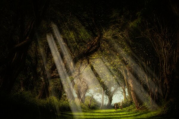 Los rayos dorados del sol, a través de los árboles iluminan el bosque