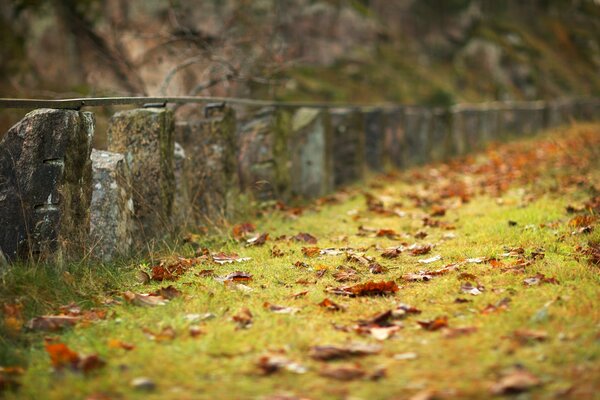 Orange carpet of fallen leaves