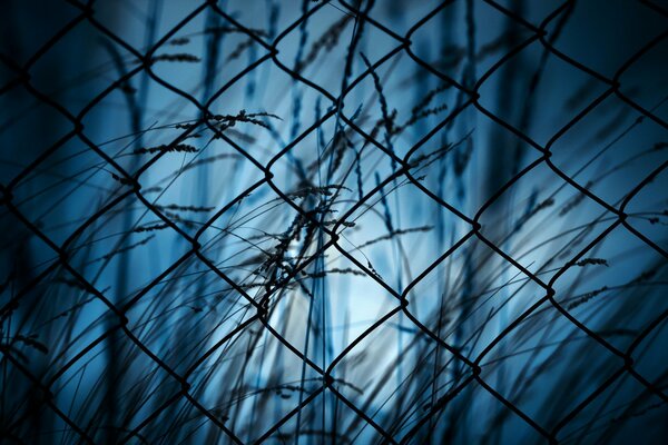 Photo de nuit de l herbe à travers les grilles