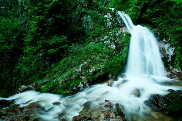 Una cascada blanca fluye sobre las rocas en medio de un bosque densamente verde