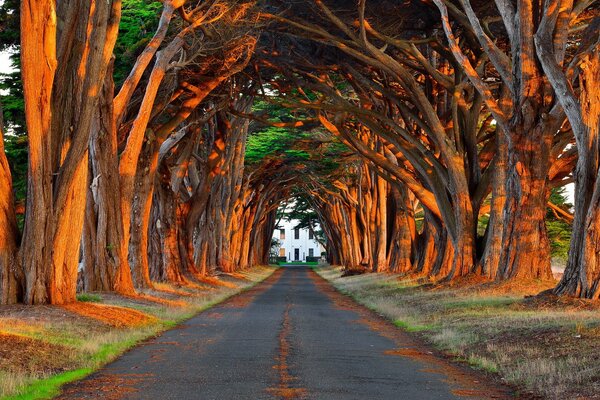 Sunny road through the park