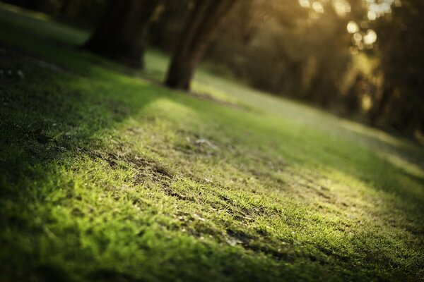 Cozy clearing for summer morning picnics