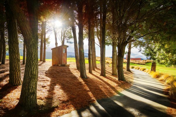 Sentier d été. Soleil à travers les feuilles