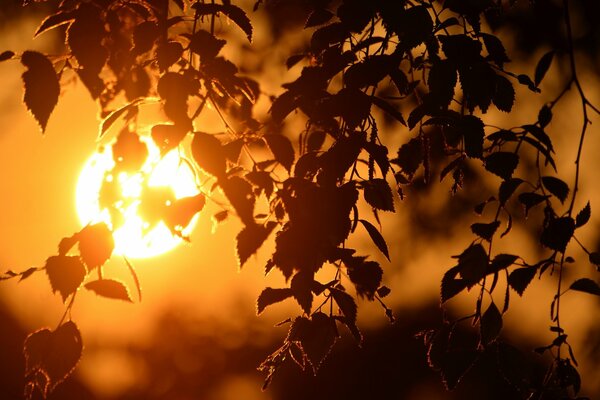 Feuilles d arbres au coucher du soleil du soir