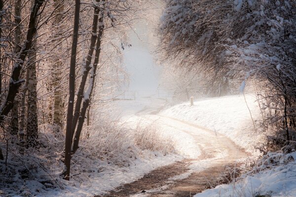 Droga innevata invernale nella foresta