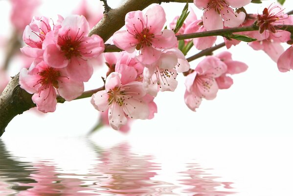 Las flores de cerezo rosa se reflejan en el agua