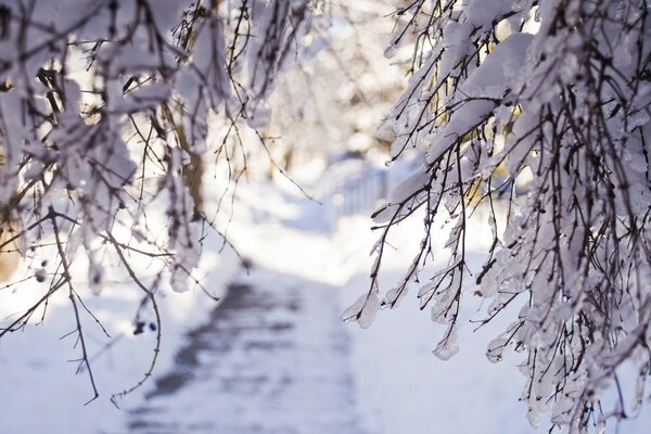 Invierno en pequeñas cosas: ramas de árboles cubiertas de nieve