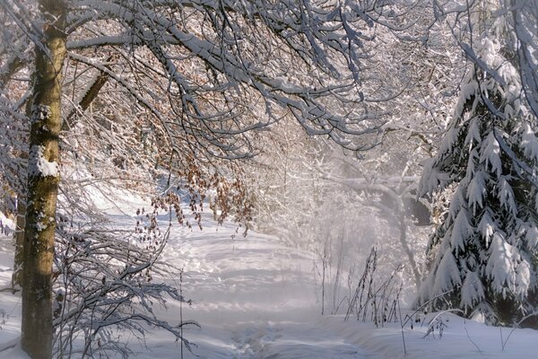 Foto del bosque de invierno por la mañana