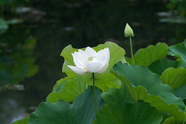 Weißer Lotus hat sich am Teich aufgelöst