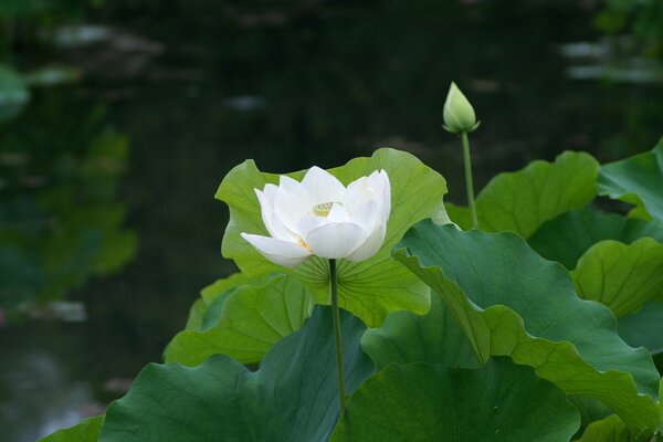 A white lotus bloomed on the pond