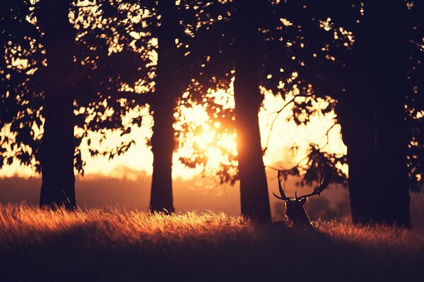 Dawn in the forest. deer