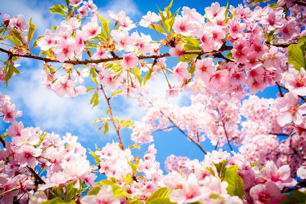 Fiori di ciliegio in primavera su un ramo