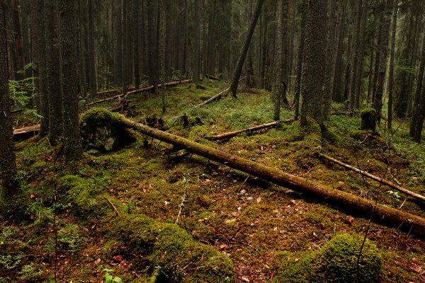 Bosque con lirios caídos y musgo