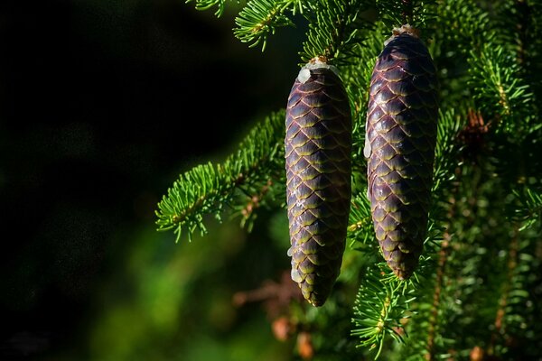 Juicy spruce two cones