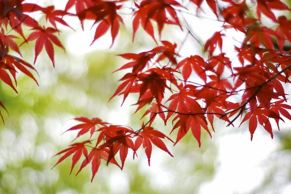 One of the varieties of maple in Japan