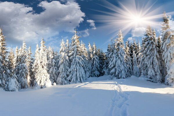 Winter in the forest. The sun in the clouds