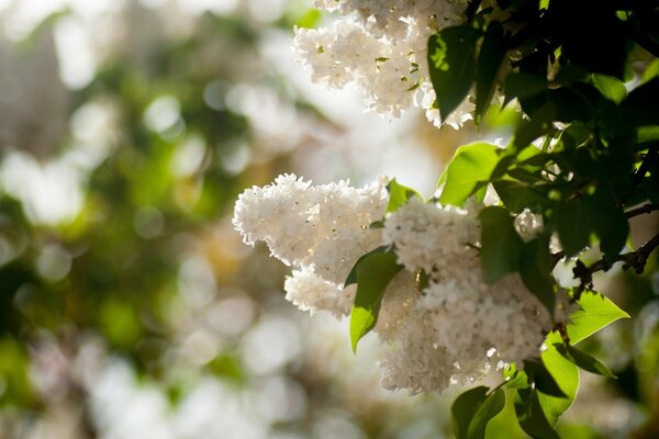 Spring has come lilac is blooming