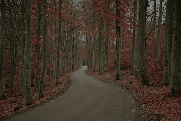 Düsterer Herbstwald Straße in Schweden