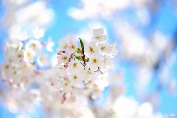 Flowering tree macro photo