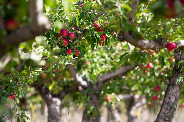 Ein Apfelbaum. Rote Äpfel auf Zweigen