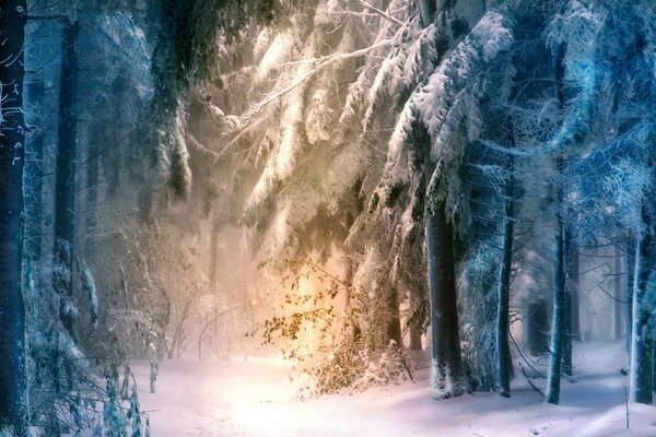 Blauer Nebel im verschneiten Wald