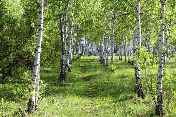 Bosque de abedul bosque de verano belleza