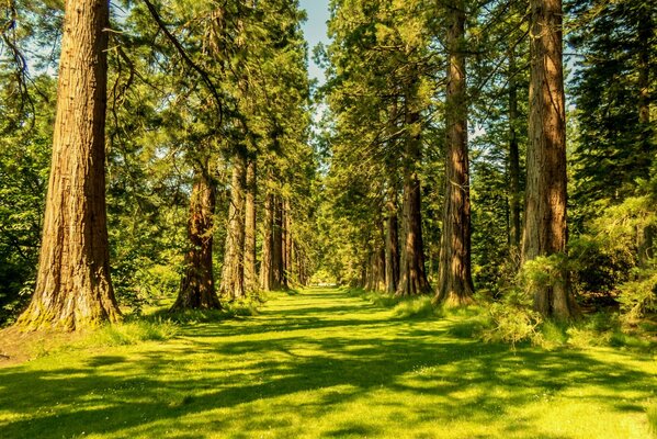 Naturaleza soleada de verano en el bosque