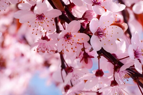 Branche de printemps de cerisier avec des fleurs