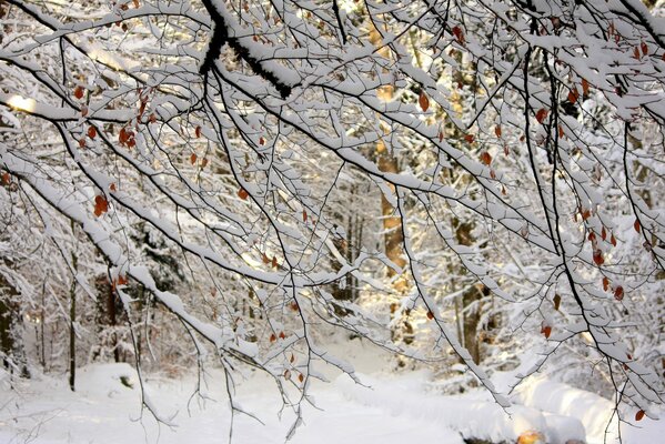 Forest nature in winter