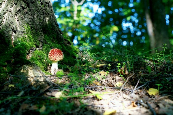 Amanita nella foresta e alberi