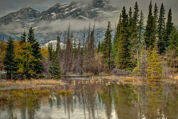 Forest on the background of mountains. Reflection in water