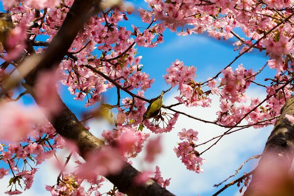 Kirschblüte in Japan in Tokio