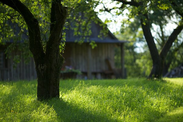 Tender greenery under a huge tree in the courtyard of an old house