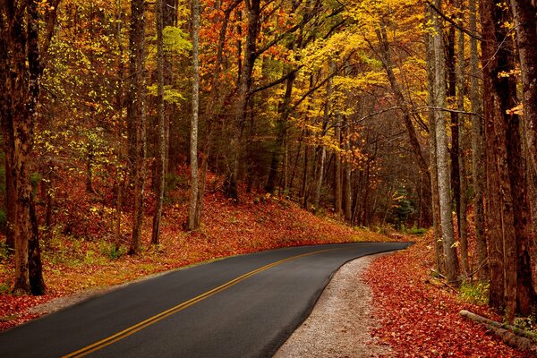 Trees near the road in autumn