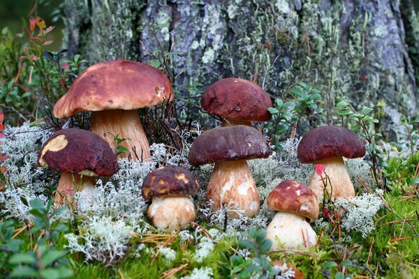 A family of porcini mushrooms growing among fluffy moss