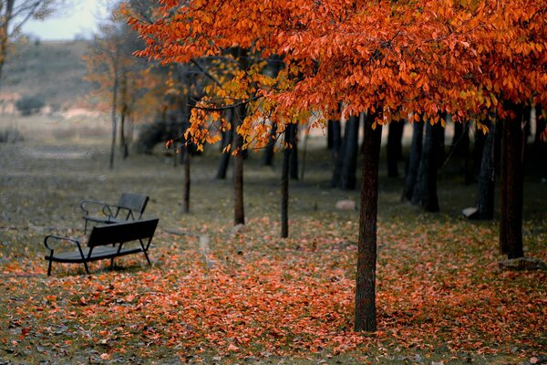 Día nublado en el parque de otoño