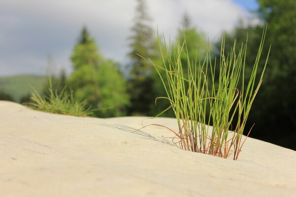 Złoty piasek i zielona trawa