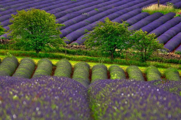 Endless blooming lavender fields