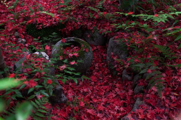 Opadłe różowe liście klonu japońskiego