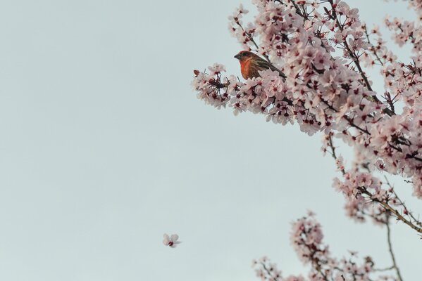 Ptak z pomarańczową piersią siedzi na kwitnącej wiśni
