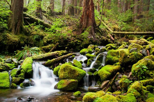 Dans la forêt coule un ruisseau autour des arbres verts