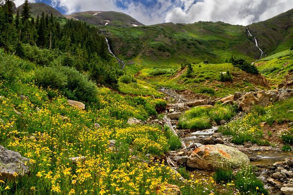 Montagnes sauvages avec des arbres et des arbres