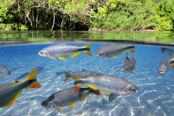 Tropical fish in clear water
