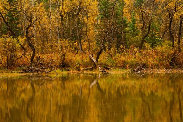 Autumn nature. Lake and forest