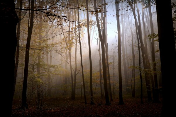 Misterioso y brumoso bosque de otoño